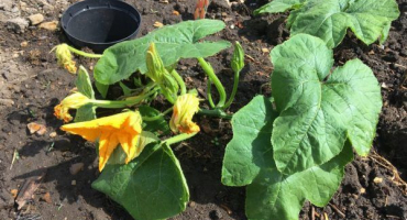 Jak si poradit se zmrzlou dýní